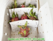 Mút Xốp Pe Foam Dùng Trong Ngành Nông Sản