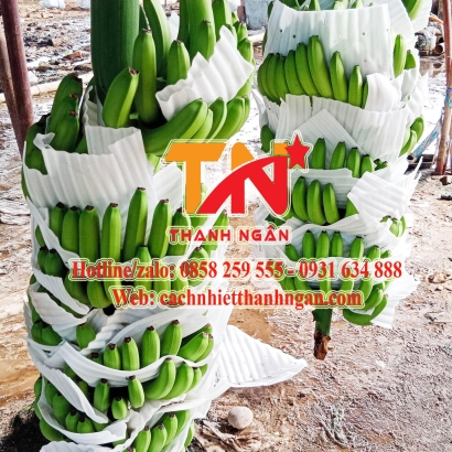 Tấm Xốp Foam Cắt Sẵn Chèn Lót Chuối Tại Đồng Nai